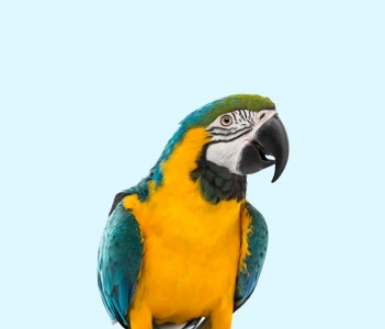 bird
