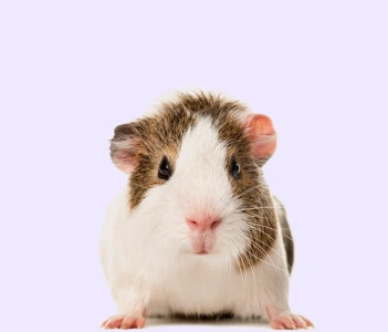 hamster